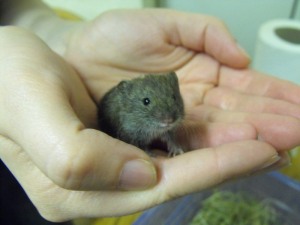george the vole
